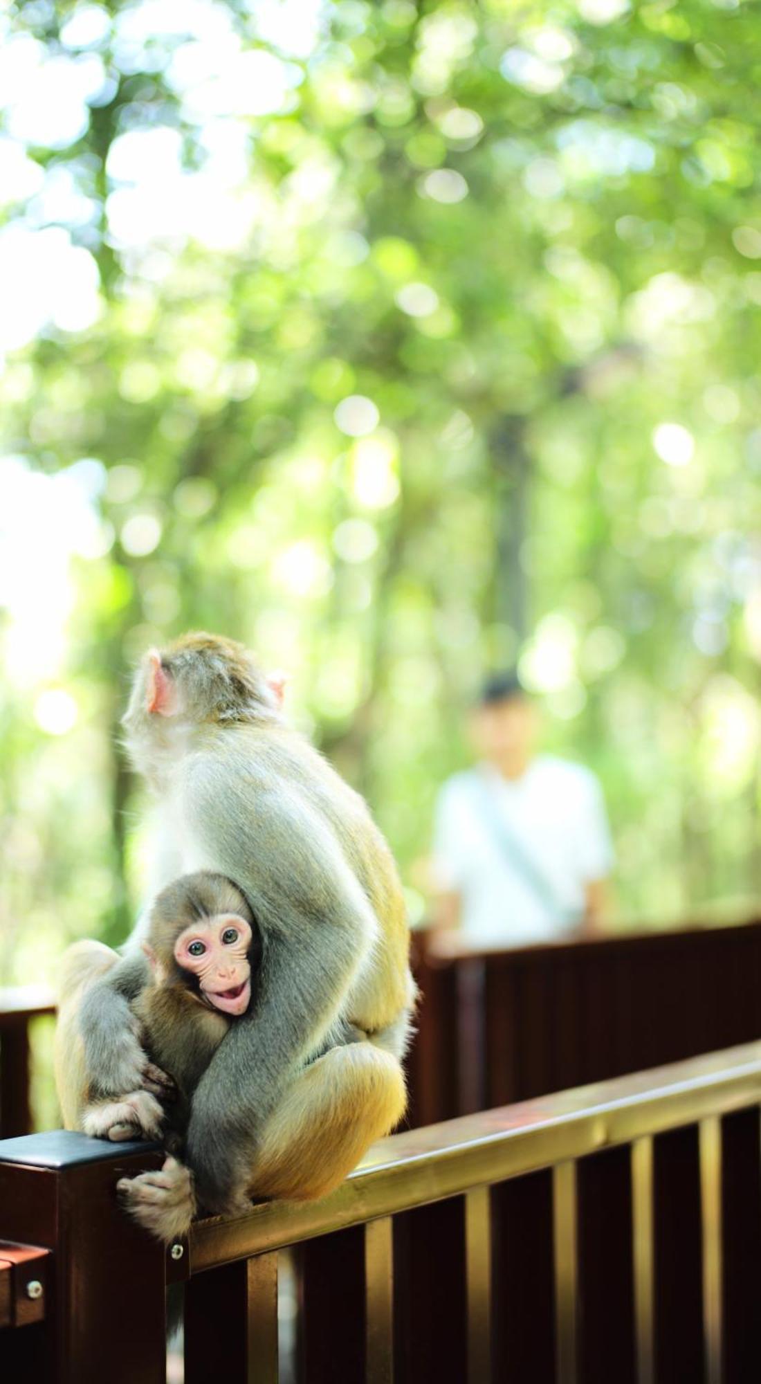 Zhangjiajie National Forest Park Camping Bagian luar foto